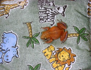dsc03177 A frog, seen outside my back door yesterday, enjoying a ride on our unused stroller!