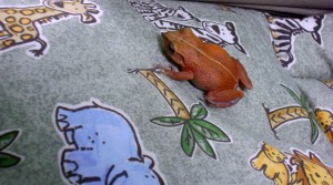 dsc03179 Sweet little frog - come back soon!